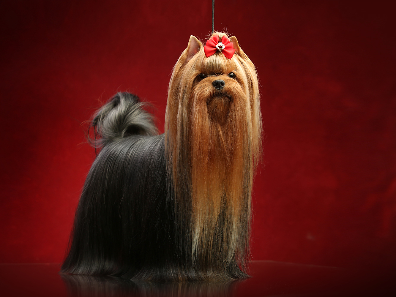 ELM DENDI GIVANCHY VELIKOLEPNAYA &mdash; Labaza DogPedigree YorkshireTerrier